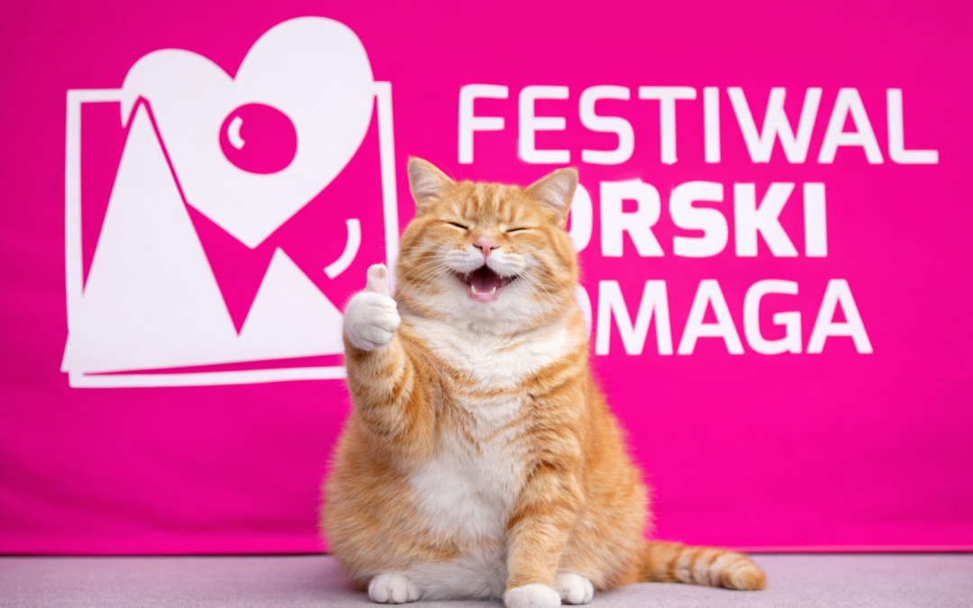 Pomagamy bezdomnym kotom